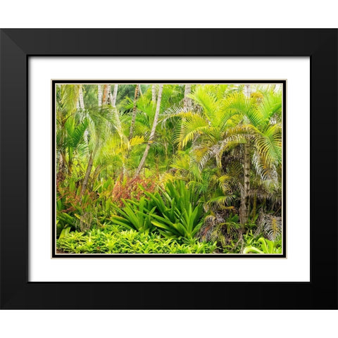 Hawaii-Maui-Hana-garden on the road to Hana with palms and bromide plants Black Modern Wood Framed Art Print with Double Matting by Gulin, Sylvia
