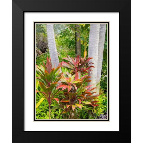 Hawaii-Maui-garden on the Road to Hana with palms and tea plants Black Modern Wood Framed Art Print with Double Matting by Gulin, Sylvia