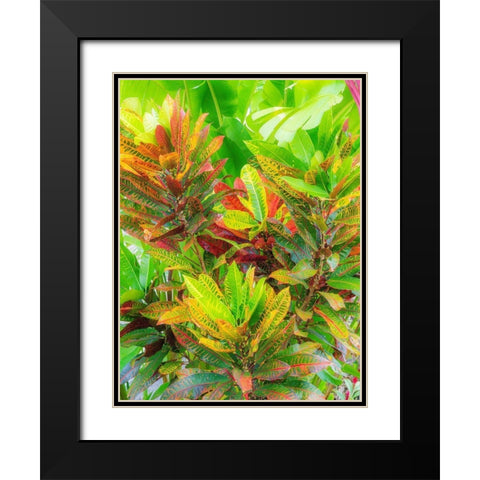 Hawaii-Maui-Kihei-Croton tropical and colorful leaf plant Black Modern Wood Framed Art Print with Double Matting by Gulin, Sylvia
