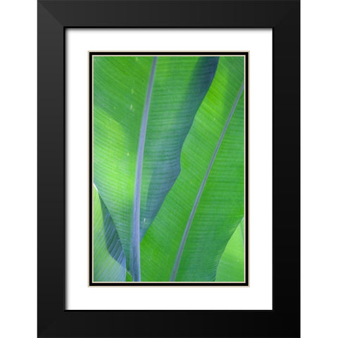 Hawaii-Kauai-Banana leaves Black Modern Wood Framed Art Print with Double Matting by Gulin, Sylvia