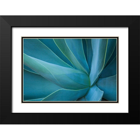 Hawaii-Maui-Kula-agave plant design Black Modern Wood Framed Art Print with Double Matting by Gulin, Sylvia