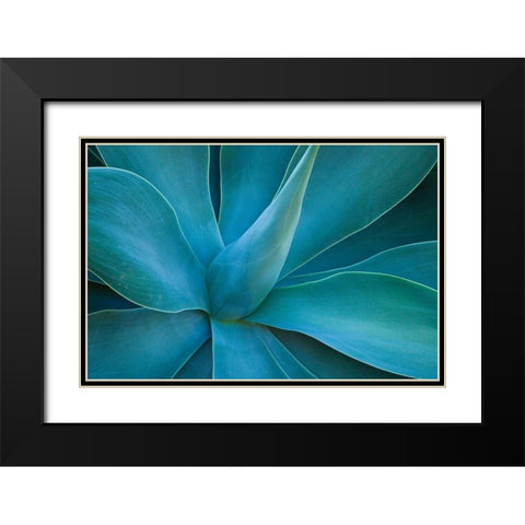 Hawaii-Maui-Kula-agave plant design Black Modern Wood Framed Art Print with Double Matting by Gulin, Sylvia