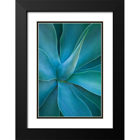 Hawaii-Maui-Kula-agave plant design Black Modern Wood Framed Art Print with Double Matting by Gulin, Sylvia
