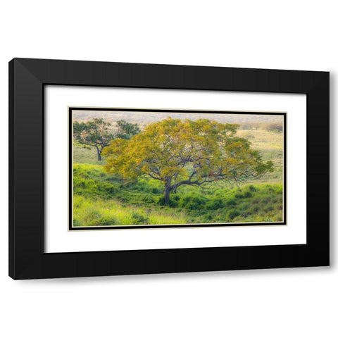 Hawaii-Maui-Kula upcountry lone tree Black Modern Wood Framed Art Print with Double Matting by Gulin, Sylvia