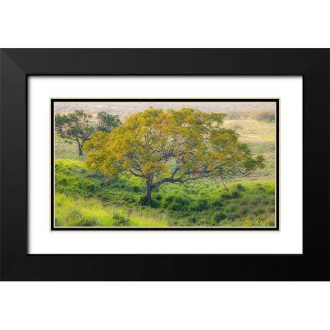 Hawaii-Maui-Kula upcountry lone tree Black Modern Wood Framed Art Print with Double Matting by Gulin, Sylvia