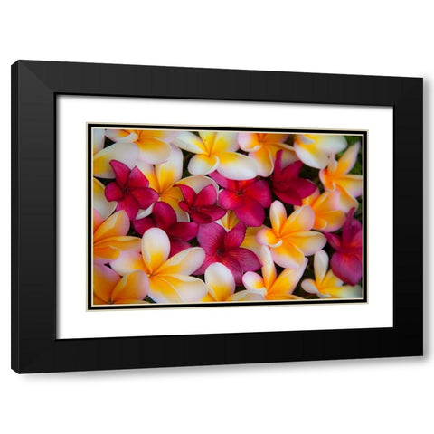 Hawaii-Maui-Kapalua colorful plumeria fallen blooms Black Modern Wood Framed Art Print with Double Matting by Gulin, Sylvia