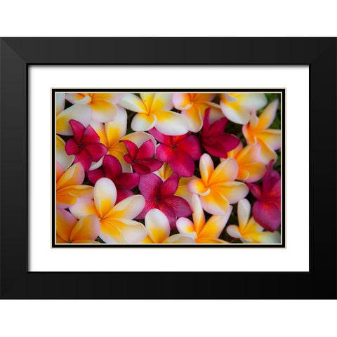 Hawaii-Maui-Kapalua colorful plumeria fallen blooms Black Modern Wood Framed Art Print with Double Matting by Gulin, Sylvia