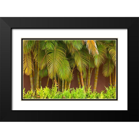 Hawaii-Maui-Kihei-Palm trees growing along wall Black Modern Wood Framed Art Print with Double Matting by Gulin, Sylvia