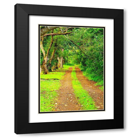 Hawaii-Kauai-gravel tree lined road Black Modern Wood Framed Art Print with Double Matting by Gulin, Sylvia