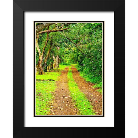 Hawaii-Kauai-gravel tree lined road Black Modern Wood Framed Art Print with Double Matting by Gulin, Sylvia