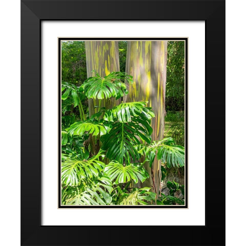 Hawaii-Maui-Up Country-Kula-Kula Botanical Gardens with Rainbow eucalyptus trees Black Modern Wood Framed Art Print with Double Matting by Gulin, Sylvia