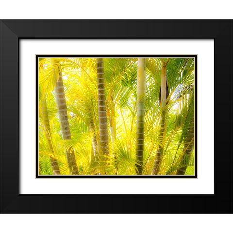 Hawaii-Maui-Up Country-Kula-Kula Botanical Gardens with small tropical palm trees Black Modern Wood Framed Art Print with Double Matting by Gulin, Sylvia