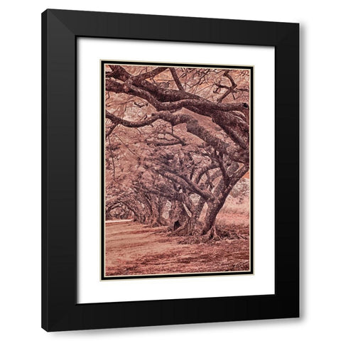 USA-Hawaii-Kauai-Infrared Island of rows of trees on Kauai Black Modern Wood Framed Art Print with Double Matting by Eggers, Terry