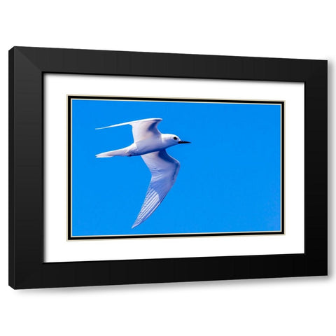 White Tern in Hawaiian a Manu-o-Ku in flight-Waikiki Black Modern Wood Framed Art Print with Double Matting by Norring, Tom