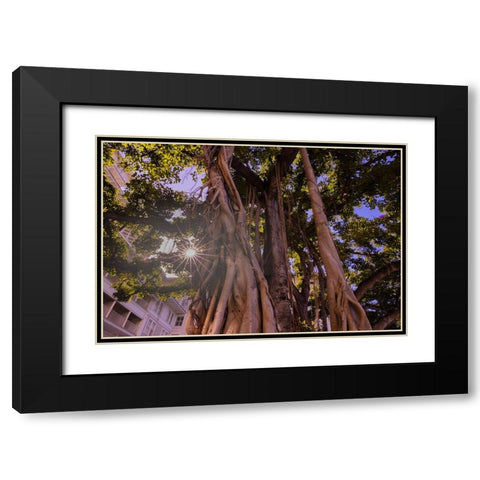 Majestic old Banyan tree with sunstar-Waikiki-Oahu-Hawaii Black Modern Wood Framed Art Print with Double Matting by Norring, Tom