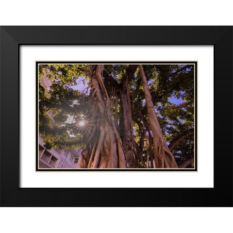 Majestic old Banyan tree with sunstar-Waikiki-Oahu-Hawaii Black Modern Wood Framed Art Print with Double Matting by Norring, Tom