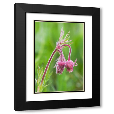 Idaho, Sawtooth Mountains Detail of wildflowers Black Modern Wood Framed Art Print with Double Matting by Flaherty, Dennis