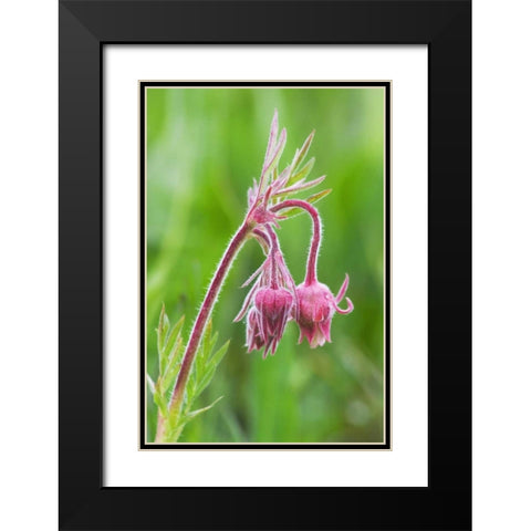 Idaho, Sawtooth Mountains Detail of wildflowers Black Modern Wood Framed Art Print with Double Matting by Flaherty, Dennis