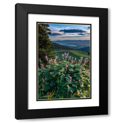 USA-Idaho-Mountain Globemallow and view of Teton Valley Black Modern Wood Framed Art Print with Double Matting by Garber, Howie