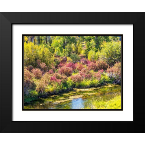 Idaho-Swan Valley along the snake river dogwood and cottonwoods in fall colors Black Modern Wood Framed Art Print with Double Matting by Gulin, Sylvia