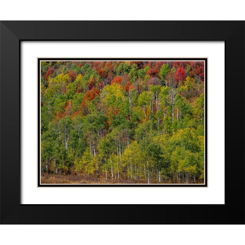 USA-Idaho-Highway 36 west of Liberty and hillsides covered with Canyon Maple and Aspens in autumn Black Modern Wood Framed Art Print with Double Matting by Gulin, Sylvia