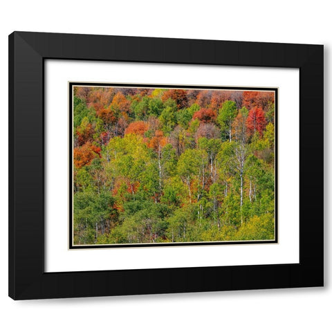 USA-Idaho-Highway 36 west of Liberty and hillsides covered with Canyon Maple and Aspens in autumn Black Modern Wood Framed Art Print with Double Matting by Gulin, Sylvia