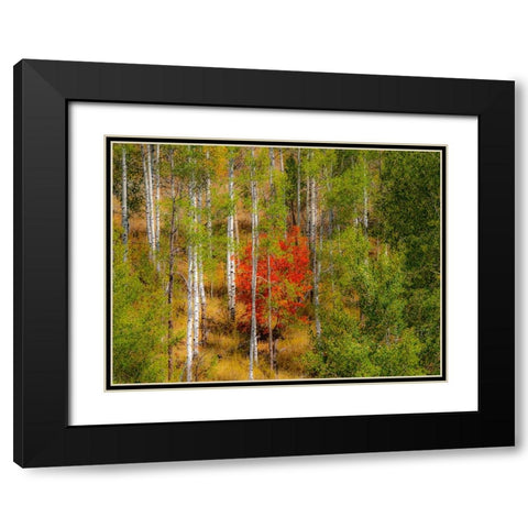 USA-Idaho-Highway 36 west of Liberty and hillsides covered with Canyon Maple and Aspens in autumn Black Modern Wood Framed Art Print with Double Matting by Gulin, Sylvia