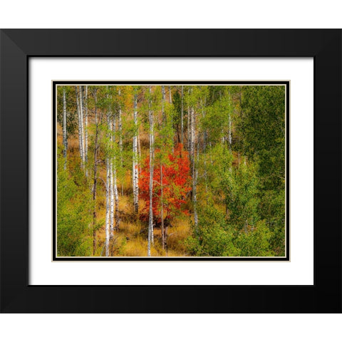 USA-Idaho-Highway 36 west of Liberty and hillsides covered with Canyon Maple and Aspens in autumn Black Modern Wood Framed Art Print with Double Matting by Gulin, Sylvia