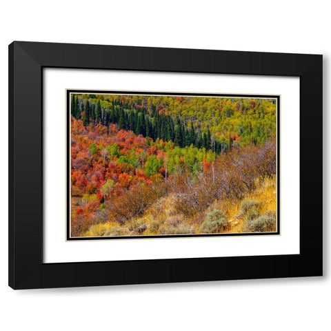 USA-Idaho-Highway 36 west of Liberty and hillsides covered with Canyon Maple and Aspens in autumn Black Modern Wood Framed Art Print with Double Matting by Gulin, Sylvia