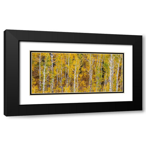 USA-Idaho-Highway 36 west of Liberty and hillsides covered with Aspens in autumn panorama Black Modern Wood Framed Art Print with Double Matting by Gulin, Sylvia