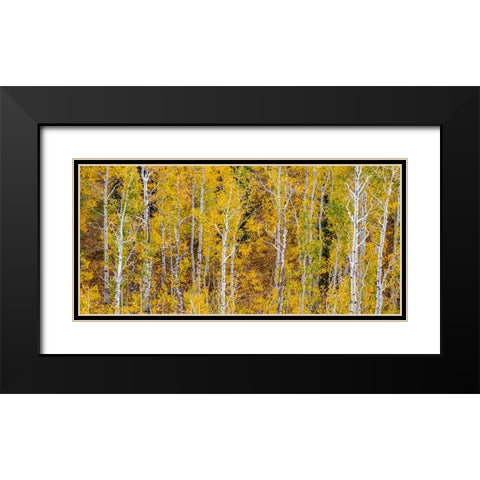 USA-Idaho-Highway 36 west of Liberty and hillsides covered with Aspens in autumn panorama Black Modern Wood Framed Art Print with Double Matting by Gulin, Sylvia