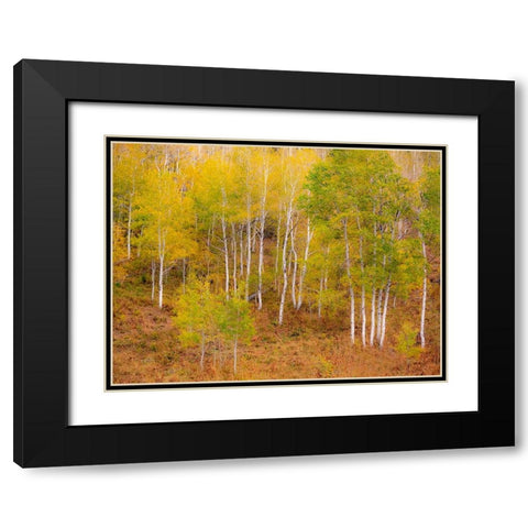 USA-Idaho-Highway 36 west of Liberty and hillsides covered with Aspens in autumn Black Modern Wood Framed Art Print with Double Matting by Gulin, Sylvia