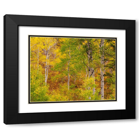 USA-Idaho-Highway 36 west of Liberty and hillsides covered with Aspens in autumn Black Modern Wood Framed Art Print with Double Matting by Gulin, Sylvia