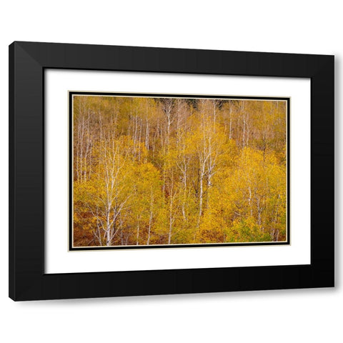 USA-Idaho-Highway 36 west of Liberty and hillsides covered with Aspens in autumn Black Modern Wood Framed Art Print with Double Matting by Gulin, Sylvia