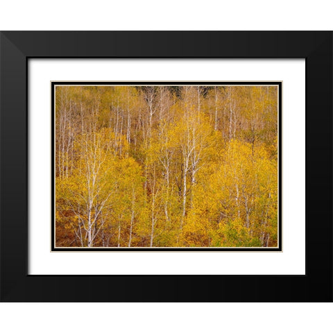 USA-Idaho-Highway 36 west of Liberty and hillsides covered with Aspens in autumn Black Modern Wood Framed Art Print with Double Matting by Gulin, Sylvia
