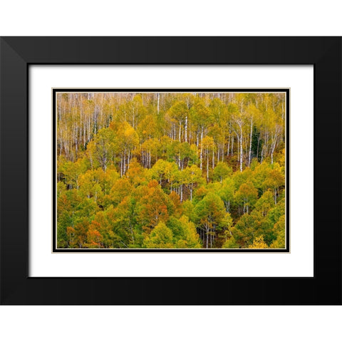 USA-Idaho-Highway 36 west of Liberty and hillsides covered with Aspens in autumn Black Modern Wood Framed Art Print with Double Matting by Gulin, Sylvia