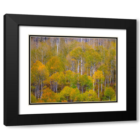 USA-Idaho-Highway 36 west of Liberty and hillsides covered with Aspens in autumn Black Modern Wood Framed Art Print with Double Matting by Gulin, Sylvia
