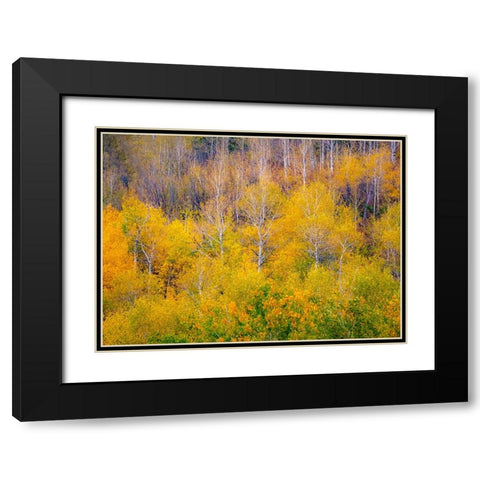 USA-Idaho-Highway 36 west of Liberty and hillsides covered with Aspens in autumn Black Modern Wood Framed Art Print with Double Matting by Gulin, Sylvia