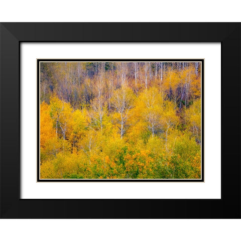USA-Idaho-Highway 36 west of Liberty and hillsides covered with Aspens in autumn Black Modern Wood Framed Art Print with Double Matting by Gulin, Sylvia