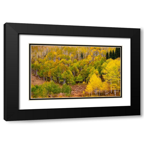 USA-Idaho-Highway 36 west of Liberty and hillsides covered with Aspens in autumn Black Modern Wood Framed Art Print with Double Matting by Gulin, Sylvia
