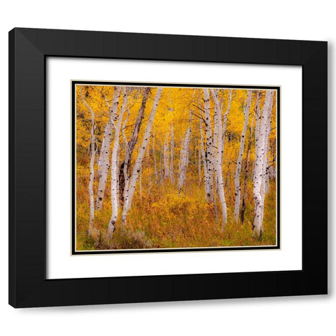 USA-Idaho-Highway 36 west of Liberty and hillsides covered with Aspens in autumn Black Modern Wood Framed Art Print with Double Matting by Gulin, Sylvia
