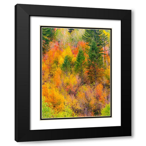 USA-Idaho-Highway 36 west of Liberty and hillsides covered with Canyon Maple and Aspens in autumn Black Modern Wood Framed Art Print with Double Matting by Gulin, Sylvia
