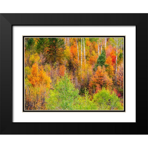 USA-Idaho-Highway 36 west of Liberty and hillsides covered with Canyon Maple and Aspens in autumn Black Modern Wood Framed Art Print with Double Matting by Gulin, Sylvia