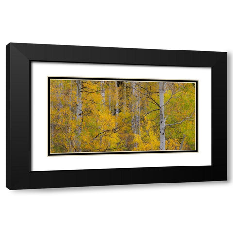 USA-Idaho-Highway 36 west of Liberty and hillsides covered with Aspens in autumn Black Modern Wood Framed Art Print with Double Matting by Gulin, Sylvia