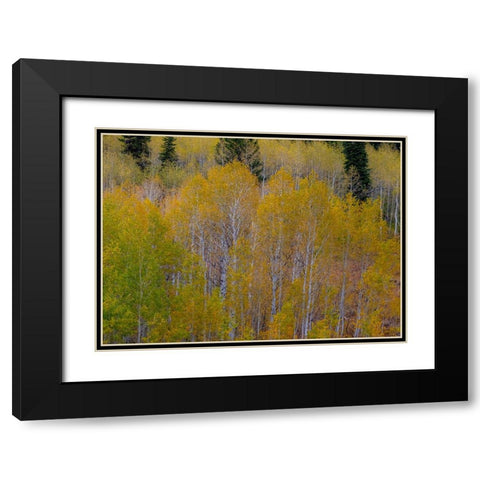 USA-Idaho-Highway 36 west of Liberty and hillsides covered with Aspens in autumn Black Modern Wood Framed Art Print with Double Matting by Gulin, Sylvia