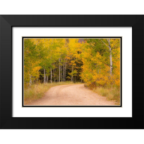 USA-Idaho-Highway 36 west of Liberty dirt road and Aspens in autumn Black Modern Wood Framed Art Print with Double Matting by Gulin, Sylvia