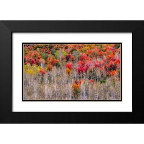 USA-Idaho-Highway 36 west of Liberty and hillsides covered with Canyon Maple and Aspens in autumn Black Modern Wood Framed Art Print with Double Matting by Gulin, Sylvia
