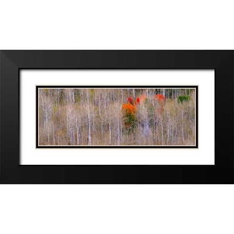 USA-Idaho-Highway 36 west of Liberty and hillsides covered with Aspens in autumn with Canyon Maple Black Modern Wood Framed Art Print with Double Matting by Gulin, Sylvia