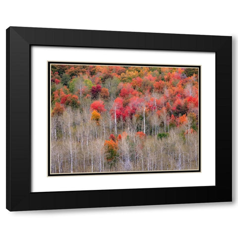 USA-Idaho-Highway 36 west of Liberty and hillsides covered with Canyon Maple and Aspens in autumn Black Modern Wood Framed Art Print with Double Matting by Gulin, Sylvia
