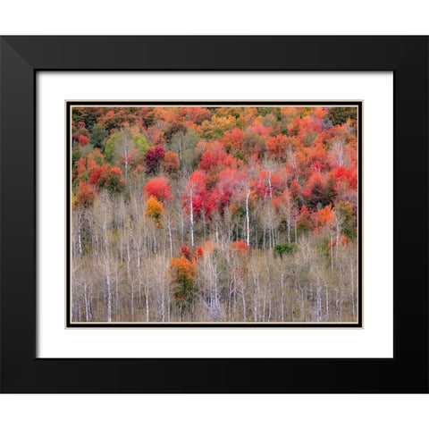 USA-Idaho-Highway 36 west of Liberty and hillsides covered with Canyon Maple and Aspens in autumn Black Modern Wood Framed Art Print with Double Matting by Gulin, Sylvia